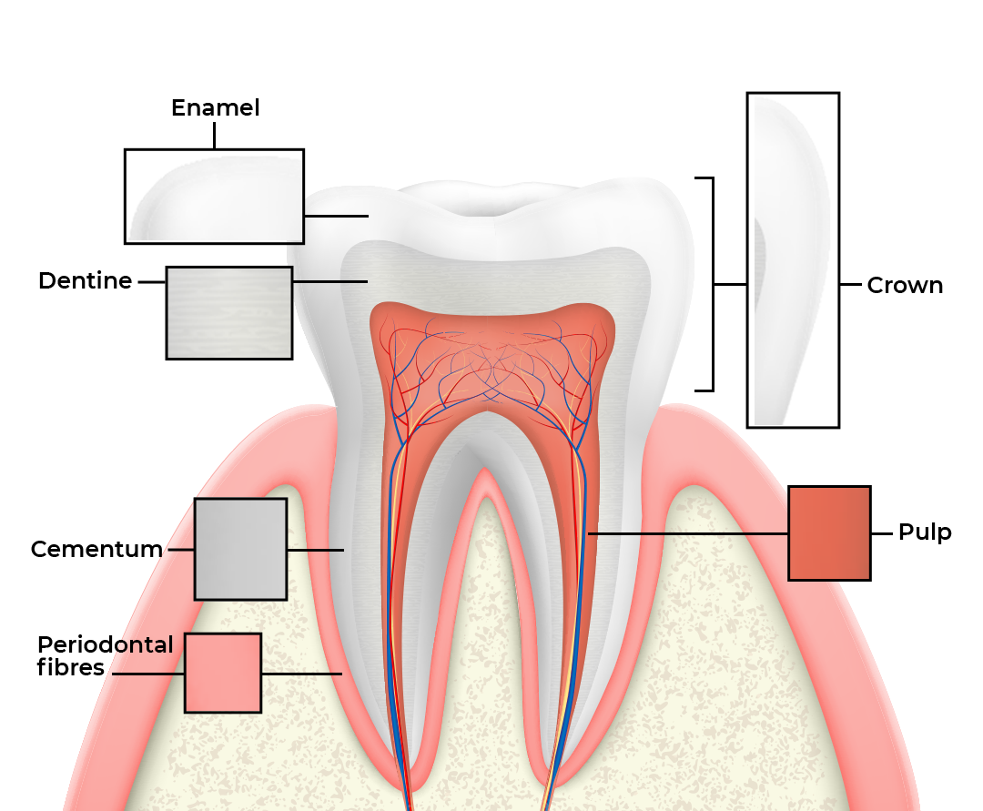 The Parts Of The Teeth