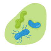 1 Bacteria